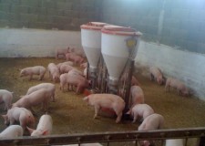 Angajez personal ferma de porci Germania