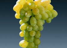 butasi vie soiul Victoria