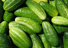 Angajez culegatori de castraveti Germania