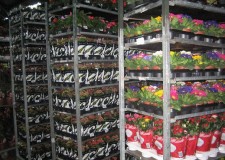 Angajez personal depozite flori  Germania