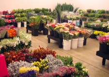 Angajez personal depozite flori  Germania