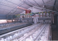 Angajam personal ferme de iepuri Olanda