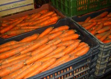 Angajez personal depozit morcovi Germania