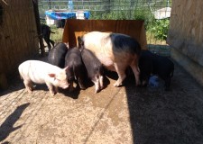 Vand Purcei Vietnamezi