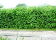 Gard Viu Minune cu crestere rapida,peste 1 m inaltime!