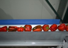 Angajez personal sortat ardei Germania