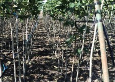 Vand Platan (Platanus Acerifolia)