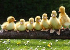 Angajez ingrijitor ferma de ratuste Germania