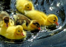 Angajez ingrijitor ferma de ratuste Germania