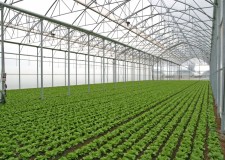 Cautam personal cules salata Olanda