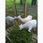 Agricultura este uÈ™oarÄƒ pentru tine