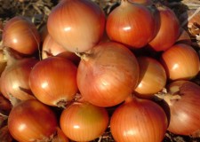 Angajez personal sortat si ambalat ceapa