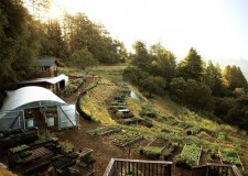 Cautam terasatori Olanda