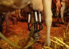 Angajez personal muls mecanizat Germania