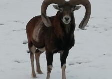 Mufloni-berbeci de rasa