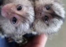 Casa a ridicat marmotei frumos È™i fermecÄƒtor capucin pentru adoptare gratuit