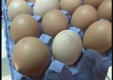 Angajez personal adunat si stampilat oua ferma gaini