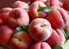 Angajez persoane cules piersici Germania