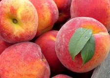 Angajam persoane cules piersici Spania