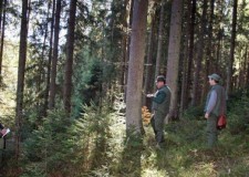 Angajam muncitor in padure Olanda