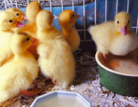 Angajez ingrijitor rate Olanda