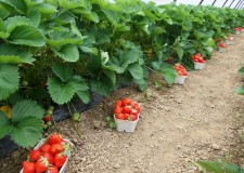 Cautam culegator capsuni in sere Austria