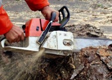 Angajez drujbisti Germania