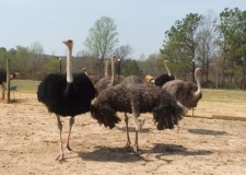 Angajam ingrijitori ferme de struti Spania