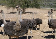 Angajez ingrijitori ferme de struti Germania