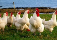 Cautam personal pentru ferma gaini din Olanda