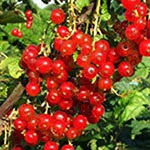 Vanzari coacaz, afin, mur fara spin, catina, aronia, gojii, zmeur