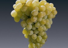 butasi soi masa Afuz Ali