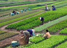 locuri munca sere agricultura ue