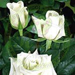 Producem si comercializam trandafiri