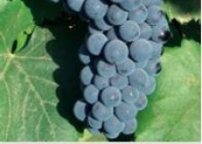 butasi soiul Alicante Bouschet