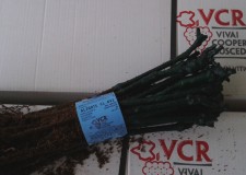 butasi soiul Aligote