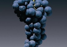 butasi soi Alphonse Lavallee