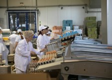 depozit de oua germania