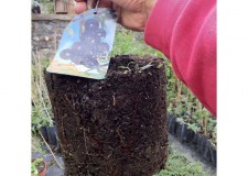 Aronia â€“ Plante de Vanzare-Sanatate din Plante