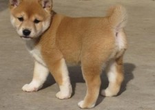 Fantani C.K.C Shiba Inu Pui disponibile pentru adoptare