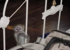 SÄƒnÄƒtoÈ™i de sex masculin È™i de sex feminin maimute capucin pentru adoptare