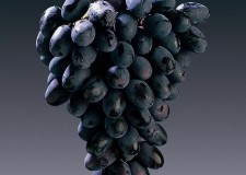 butasi soiul Black Magic