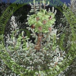 Pepiniera Pomicola - Comercializam pomi fructiferi altoiti certificati