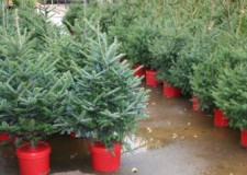 pepiniera de brazi germania