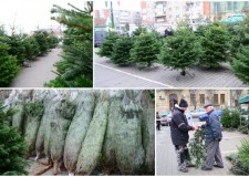 sortat brazi germania