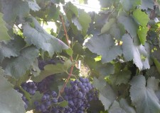 butasi soi vin Burgund Mare