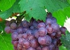 butasi soiul Busuioaca de Bohotin