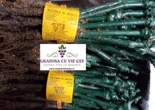 Butasi de vie Busuioaca de Bohotin