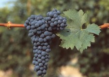 butasi soiul Cabernet Sauvignon