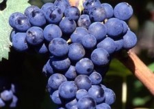 butasi soiul Cabernet Franc